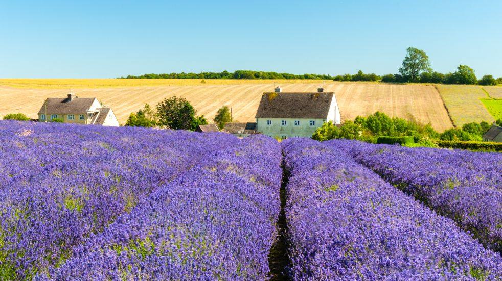lavender fields (2)
